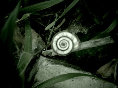 Snail Shell by Martina Konitzky
