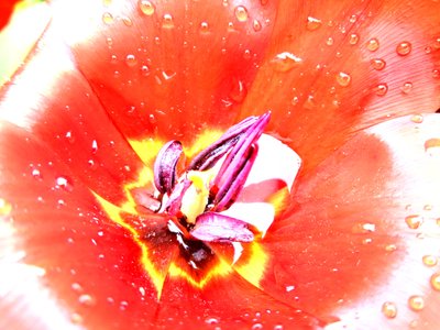 Tulip by Martina Konitzky