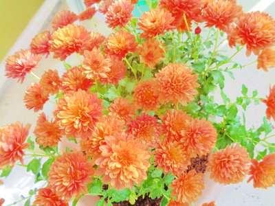 chrysanthemums2 by Martina Konitzky