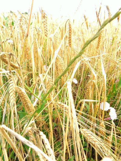 Ears of Grain by Martina Konitzky