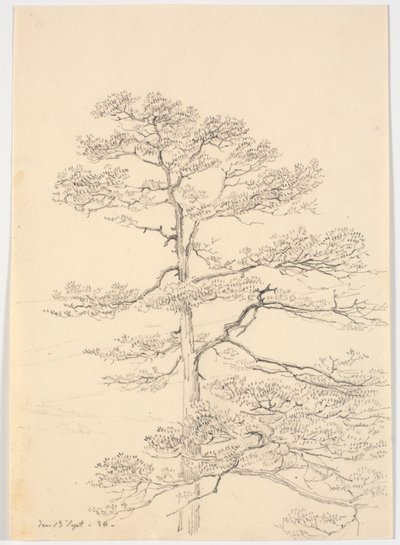 A Pine Tree by Martinus Rørbye