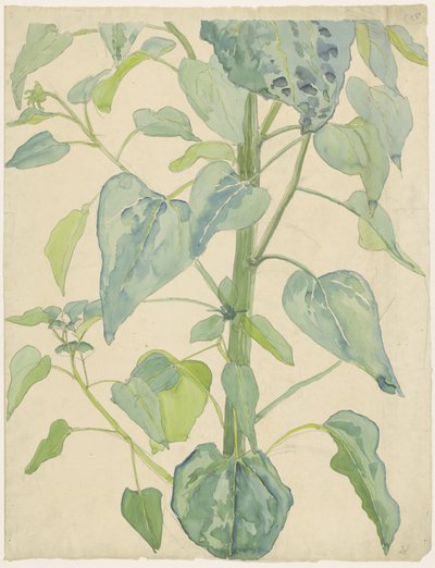 Stalk and Leaves of a Sunflower by Martinus van Andringa