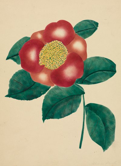 Chinese Flower by Mary Altha Nims