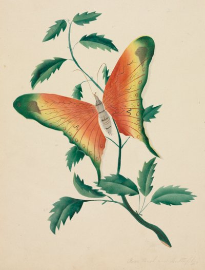 Rose Bush and Butterfly by Mary Altha Nims