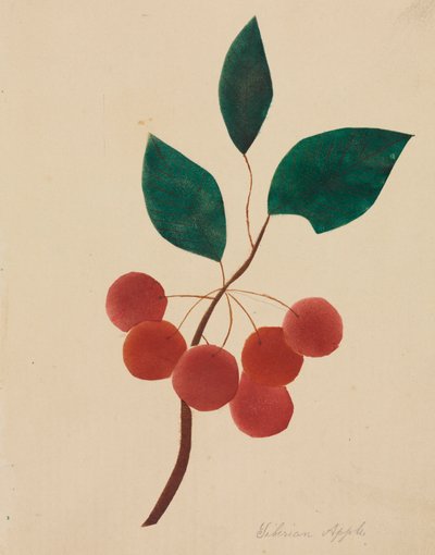 Siberian Apple by Mary Altha Nims
