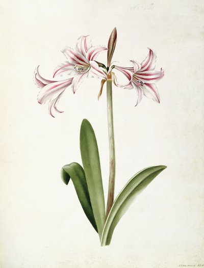 Amaryllis Vittata Formosa by Mary Elizabeth Rosenberg