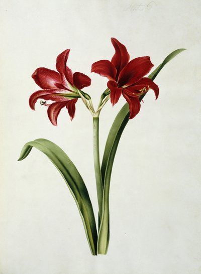 Red Amaryllis by Mary Elizabeth Rosenberg