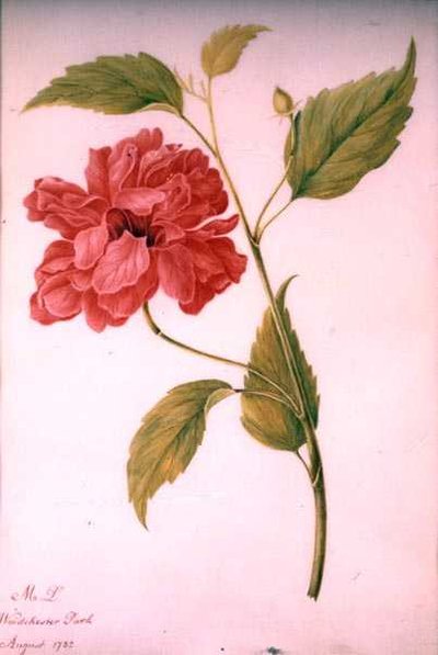 Peony Style Flower by Mary Granville (attr.) Delany