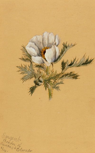 Flower Study by Mary Vaux Walcott