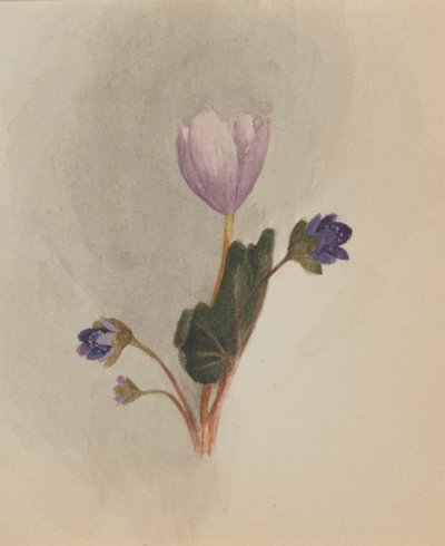 Untitled (Flower Study) by Mary Vaux Walcott