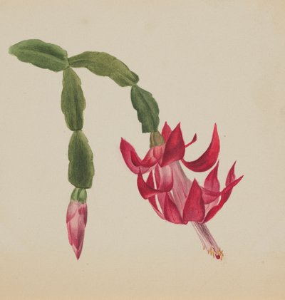 Untitled (Flower Study) by Mary Vaux Walcott