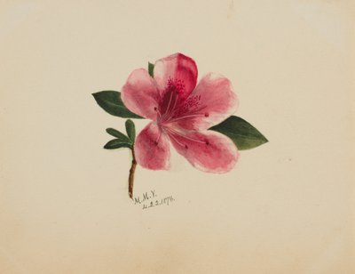 Untitled (Flower Study) by Mary Vaux Walcott