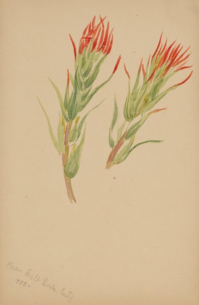 Plant Study by Mary Vaux Walcott