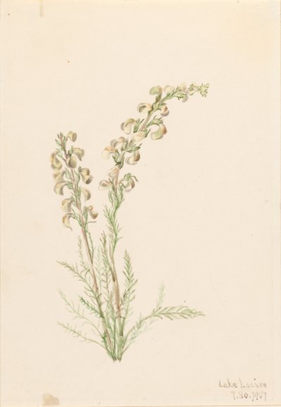 Alpine Fernlife (Pedicularis contorta) by Mary Vaux Walcott