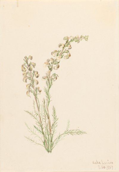 Alpine Fernlife Pedicularis contorta by Mary Vaux Walcott