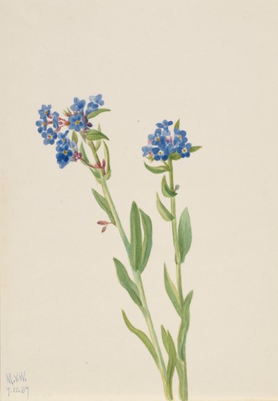 Alpine Forget-Me-Not Myosotis alpestris, 1937 by Mary Vaux Walcott
