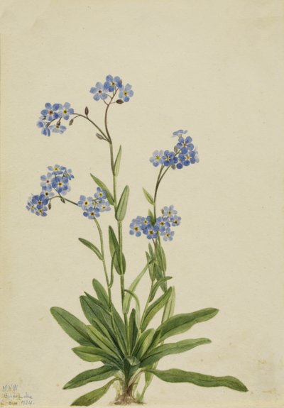 Alpine Forget-me-not Myosotis alpestris, 1924 by Mary Vaux Walcott