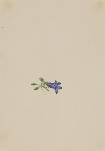 Alpine Harebell by Mary Vaux Walcott
