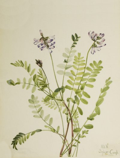 Alpine Milkvetch Astragalus alpinus by Mary Vaux Walcott