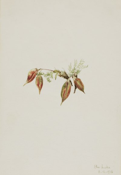 Alpine Pointvetch Oxytropis podocarpa, 1918 by Mary Vaux Walcott