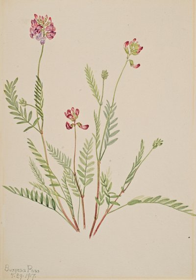 Alpine Vetch Astragalus Bourgovii by Mary Vaux Walcott