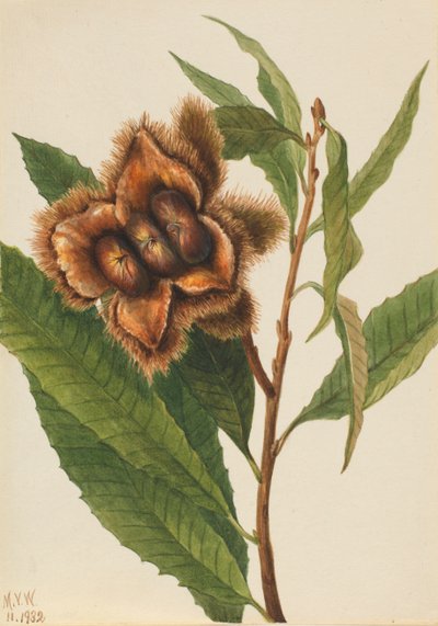 American Chestnut Castanea dentata by Mary Vaux Walcott