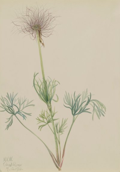 American Pasqueflower Pulsatilla ludoviciana by Mary Vaux Walcott