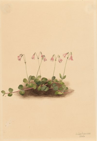 American Twinflower by Mary Vaux Walcott