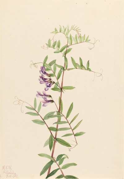 American Vetch (Vicia Americana) by Mary Vaux Walcott