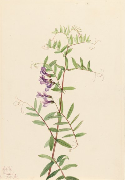 American Vetch Vicia americana by Mary Vaux Walcott