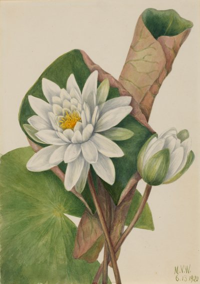 American Waterlily Castalia odorata, 1920 by Mary Vaux Walcott