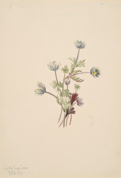 Anemone Anemone Drummondii by Mary Vaux Walcott