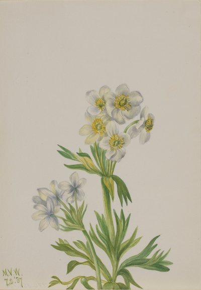 Anemone (Anemone zephyra) by Mary Vaux Walcott