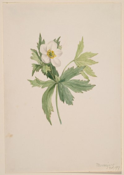 Anemone canadensis by Mary Vaux Walcott