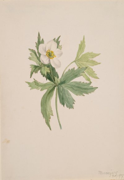 Anemone canadensis, 1907 by Mary Vaux Walcott