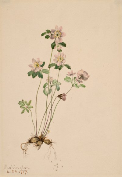 Anemonella Syndesmon thalictroides by Mary Vaux Walcott