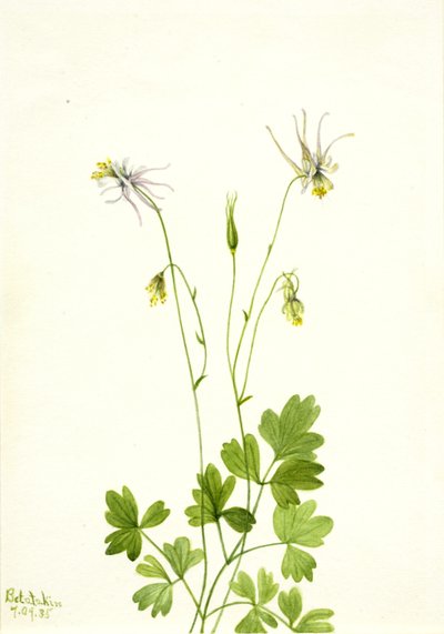 Aquilegia Ecalcarata by Mary Vaux Walcott