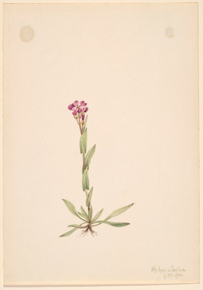 Arabis Lyallii by Mary Vaux Walcott