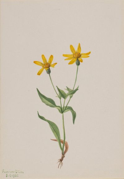 Arnica Alpina by Mary Vaux Walcott