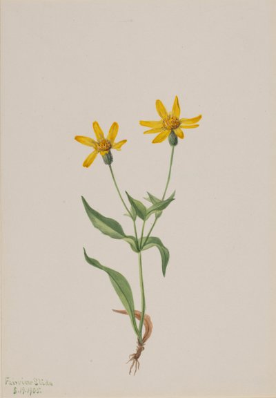 Arnica alpina, 1905 by Mary Vaux Walcott