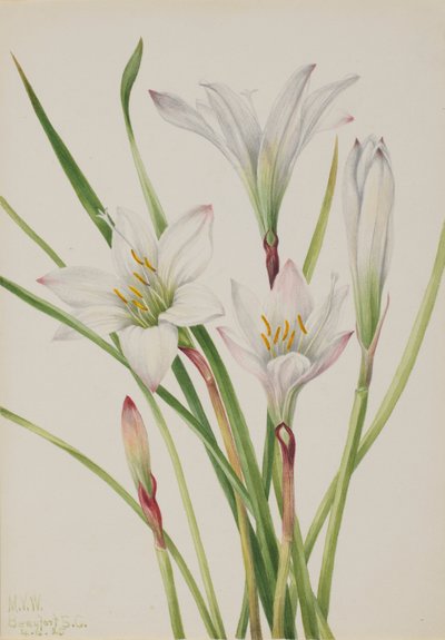 Atamasco-Lily by Mary Vaux Walcott