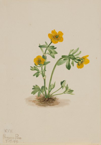 Avalanche Buttercup Ranunculus suksdorfii, 1919 by Mary Vaux Walcott