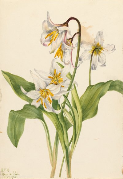 Avalanche Lily by Mary Vaux Walcott