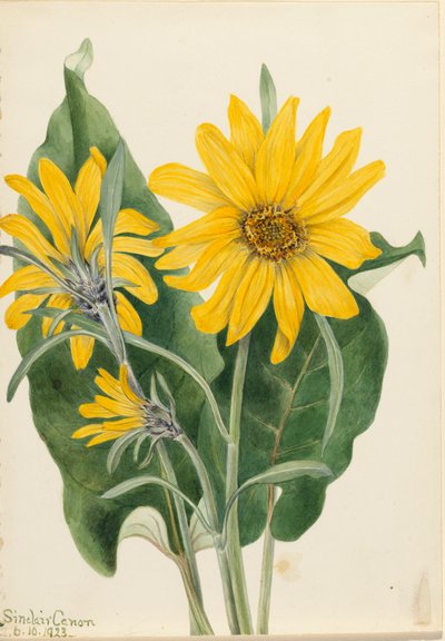 Balsamroot by Mary Vaux Walcott