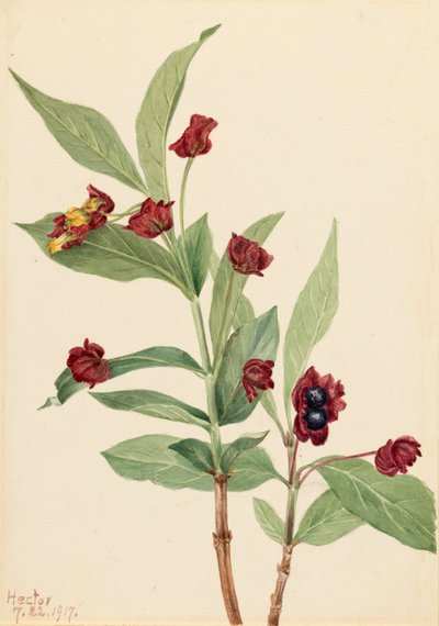 Bearberry Honeysuckle Lonicera involucrata, 1917 by Mary Vaux Walcott