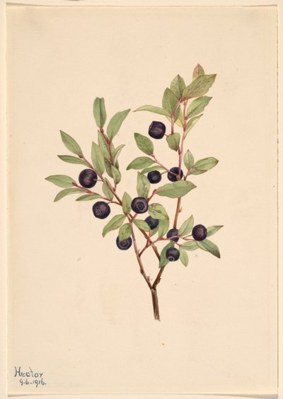 Big Whortleberry by Mary Vaux Walcott