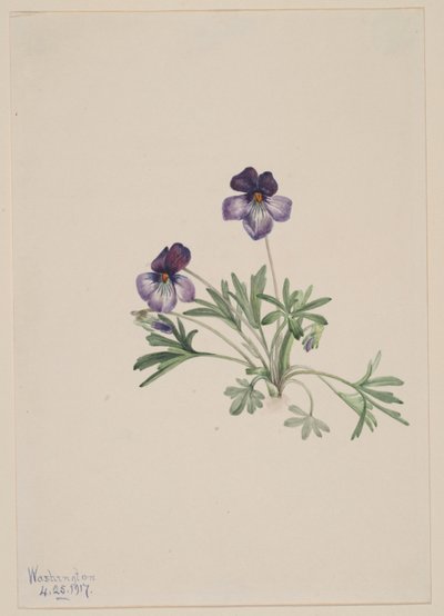 Birdsfoot Violet by Mary Vaux Walcott