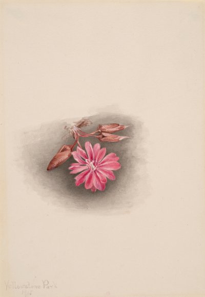 Bitterroot Lewisia redivivia by Mary Vaux Walcott