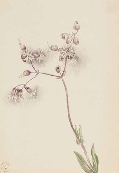 Bladder Campion Silene latifolia, 1900 by Mary Vaux Walcott