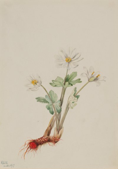 Bloodroot (Sanguinaria canadensis) by Mary Vaux Walcott